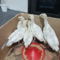 جوچکه قلی اسلیت زینتی