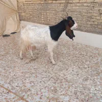 بز ماده