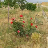 فروش-باغچه-300-متری-نزدیک-شهرک-بهاران