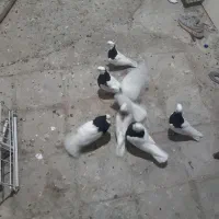 سلام ۷عددطوقی