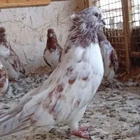 کبوتر کاکلی اصیل سوقدیم