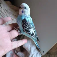مرغ عشق دستی و مرغ عشق ماده تک فنچ نرگسی نر