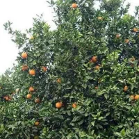 فروش باغ پرتقال پر محصول