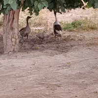 دو عدد غاز و یک جوجه غاز
