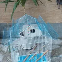 قفس پرنده