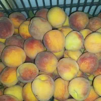 هلو|خوردنی و آشامیدنی|زنجان, |دیوار
