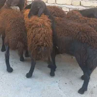 ۷ راس بره ماده قزل افشار