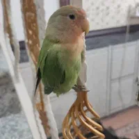 طوطی|پرنده|اهواز, کمپلو شمالی|دیوار