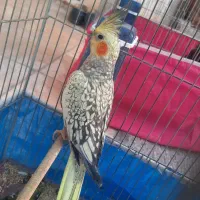 یک جفت عروس هلندی نر و ماده