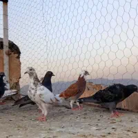 کبوتر یجایی قیمت خرید