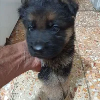 سگ ژرمن