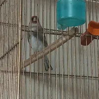 سهره ماده‌
