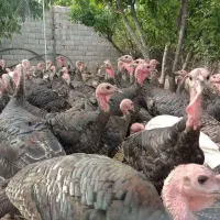 بوقلمون 5ماهه نژاد برنز انگلیسی