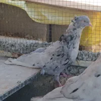 کبوتر سرور بهبهانی