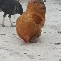 خروس برهما
