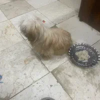 واگذاری با شرایط خاص