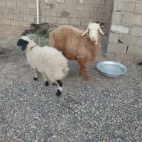 دوتا بره نر ماده