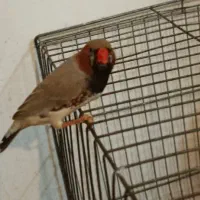 فنچ