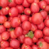 گوجه فرنگی ارگانیک