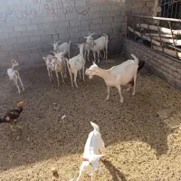 بز سانن اصل