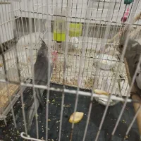 عروس هلندی|پرنده|مشهد, رده|دیوار