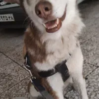 سگ گمشده