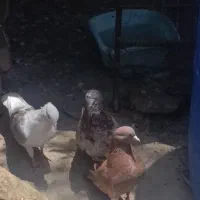 کبوتر کلافه