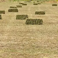 پرس یونجه