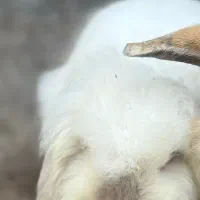 دو عدد خرگوش بالغ