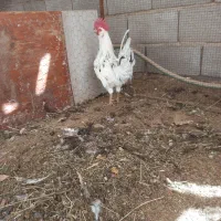 خروس