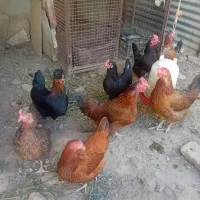 مرغ خانگی تخمی