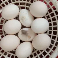 تخم مرغ  گلین