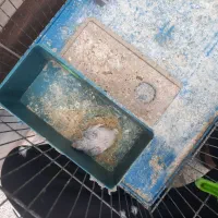 فروش مرغ عشق هلندی