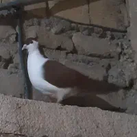 ۴ عدد کفتر ۲تا بزرگ ۲تا جوجه افغان