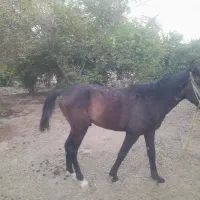 اسب