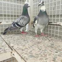 کفتر پلاکی،بزک‌،سینه سفید،ابلغ،زرهی