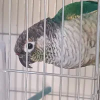فروشگاه حیوانات خانگی آراز