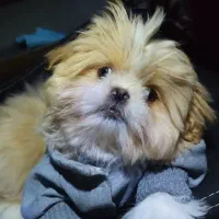 سگ شیتزو باهوش شناسنامه داره