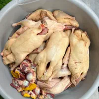 خروس و مرغ و اردک و غاز و بوقلمون محلی پرورش باغ