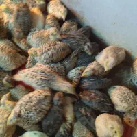 جوجه belderhkin|حیوانات مزرعه|تبریز, |دیوار
