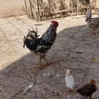 مرغ و خروس گلین