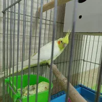 عروس هلندی
