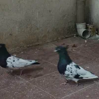 کبوتر جفت کله سیاه
