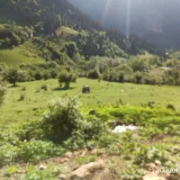 زمین روستایی در شهرستان رودبار منطقه رحمت اباد