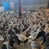 بوقلمون ۴۵ روزه
