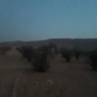 زمین باغ پروژه لادن