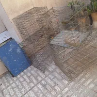 قفس پرنده