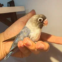 جوجه طوطی برزیلی