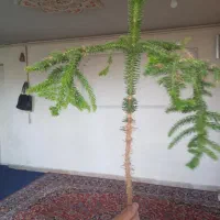 یک شاخه گل زیبا  که ریشه هم دارد