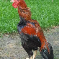 خروس لاری